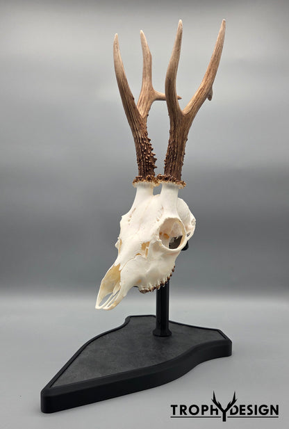 Trophäenständer (Stein)