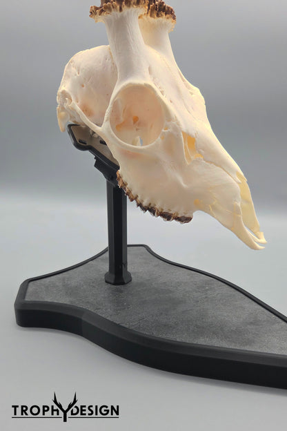 Trophäenständer (Stein)