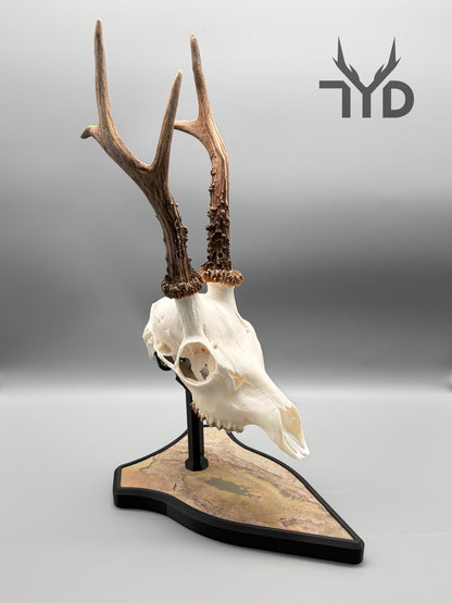 Trophäenständer (Stein)