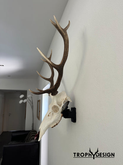 Wandhalterung für Jagdtrophäen (Rotwild) - bis 5 kg
