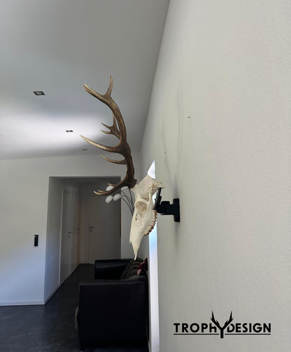Wandhalterung für Jagdtrophäen (Rotwild) - bis 5 kg