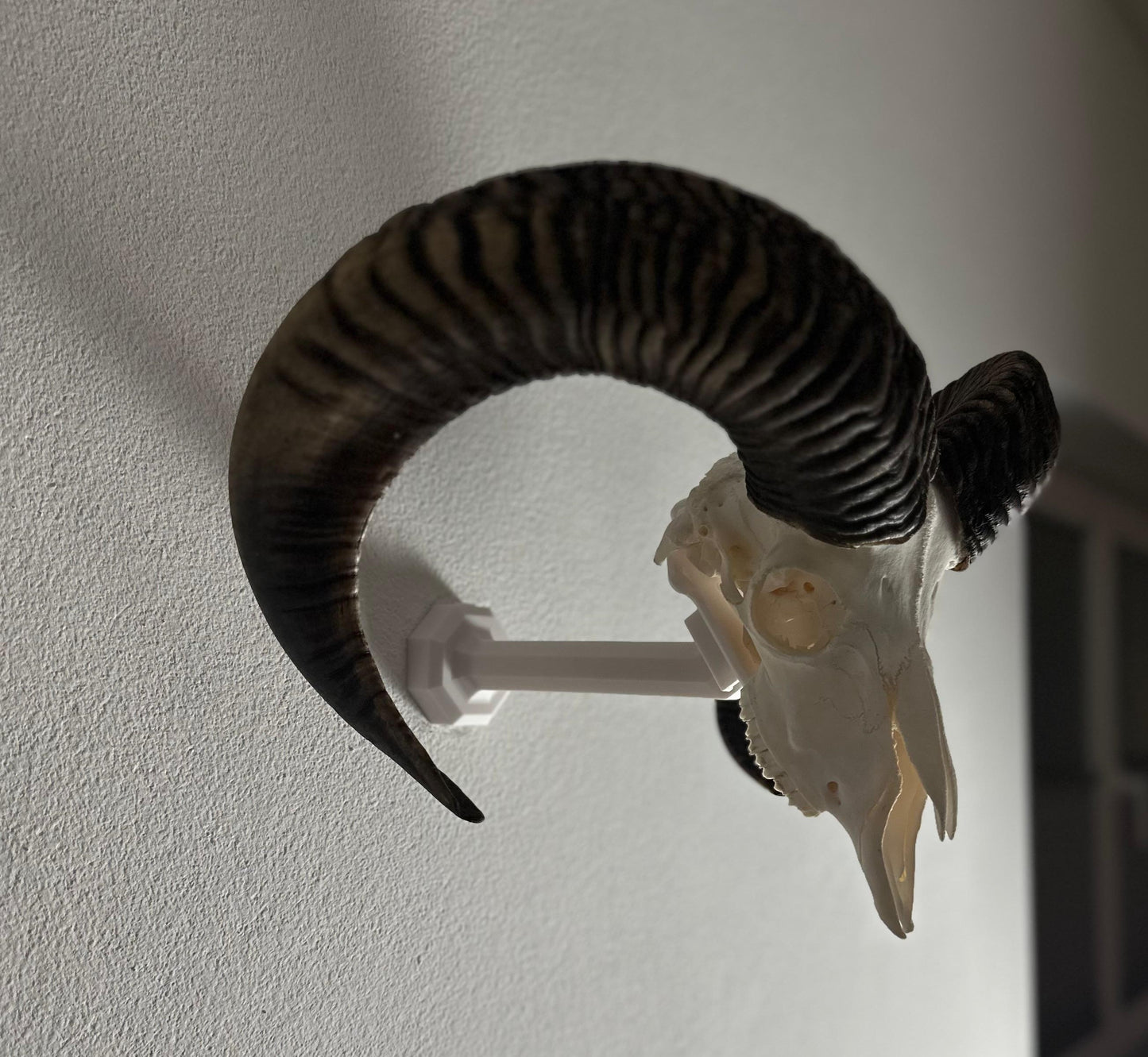 Wandhalterung für Jagdtrophäen (Muffelwild)