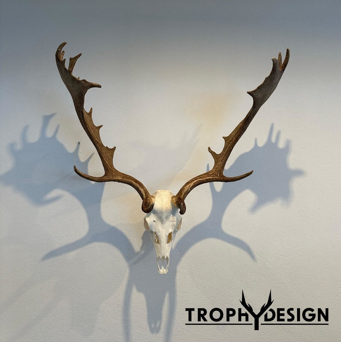 Wandhalterung für Jagdtrophäen (Damwild/Sikawild)