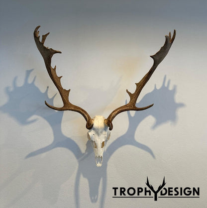 Wandhalterung für Jagdtrophäen (Damwild/Sikawild)