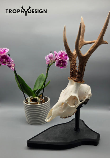 Trophäenständer (Stein)