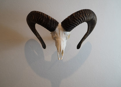 Wandhalterung für Jagdtrophäen (Muffelwild)