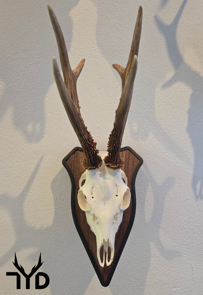 Trophäenschild "Schräg"